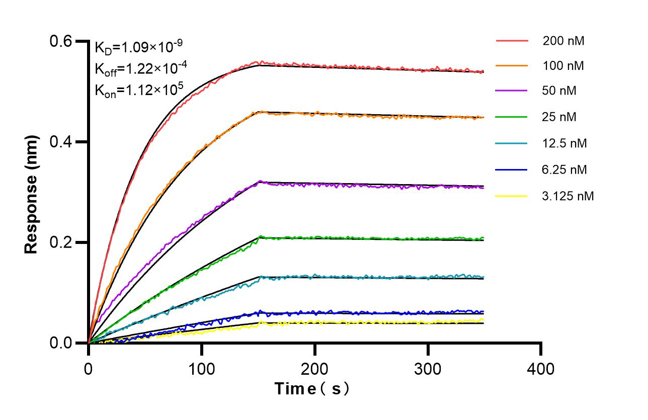Biolayer interferometry (BLl) kinetic assays of <a class='green' href='/productredirect?CatalogNo=87486-1-RR' target='_blank'>87486-1-RR</a> against Human DDIT4L were performed. The affinity constant is 1.09 nM. Affinity of 87486-1-RR