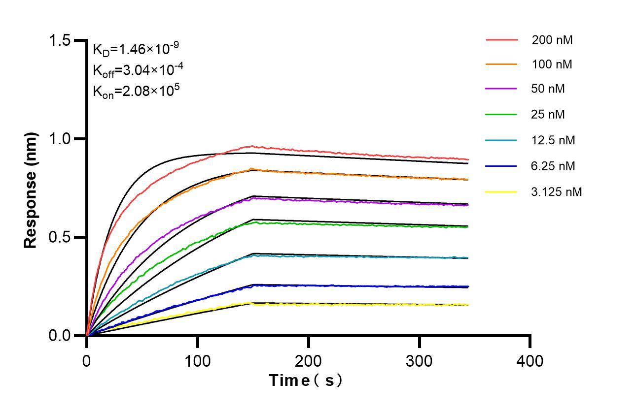 Biolayer interferometry (BLl) kinetic assays of <a class='green' href='/productredirect?CatalogNo=87490-1-RR' target='_blank'>87490-1-RR</a> against Human DYNC1LI2 were performed. The affinity constant is 1.46 nM. Affinity of 87490-1-RR