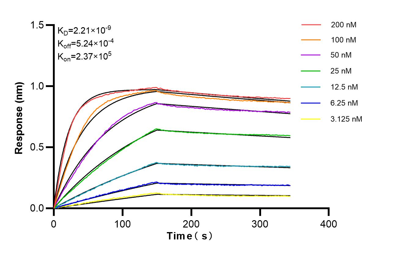 Affinity of 87506-1-RR Affinity of 87506-1-RR