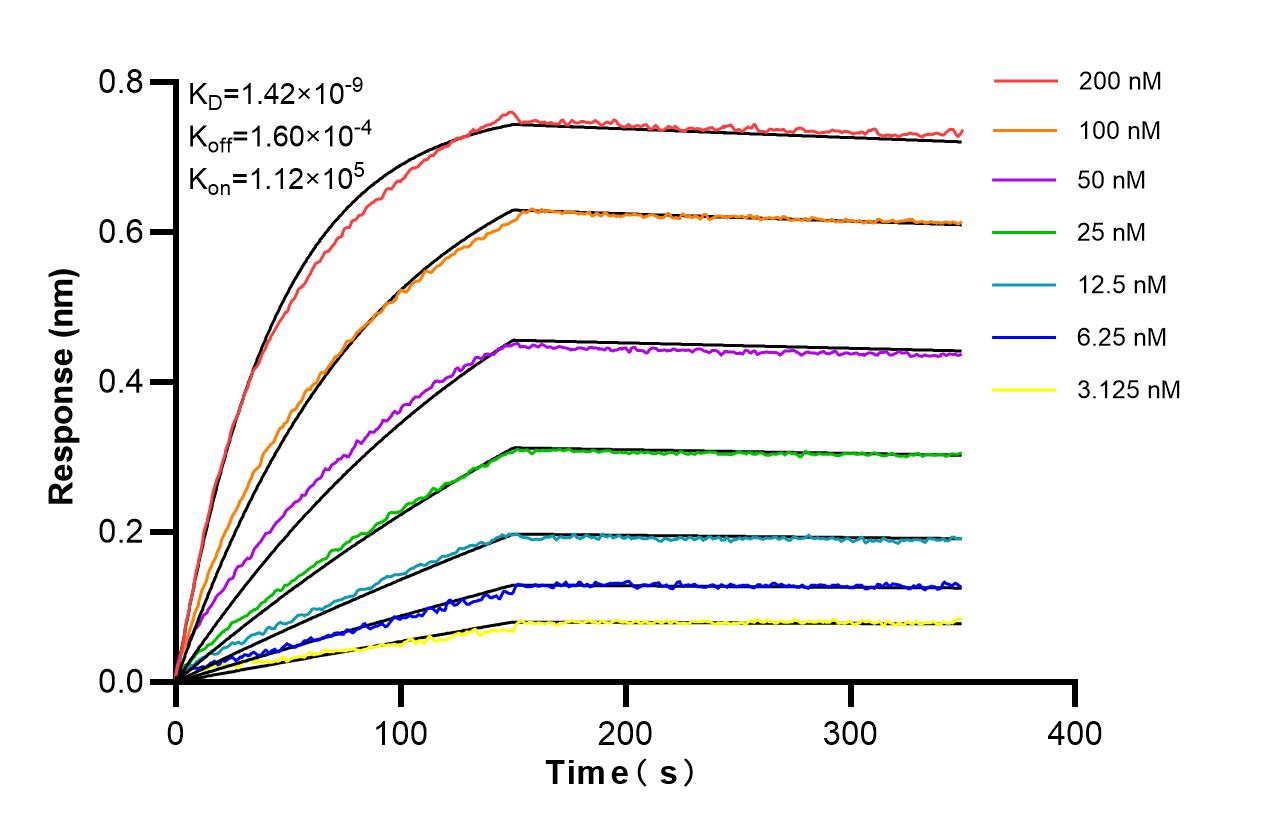 Affinity of 87524-1-RR Affinity of 87524-1-RR