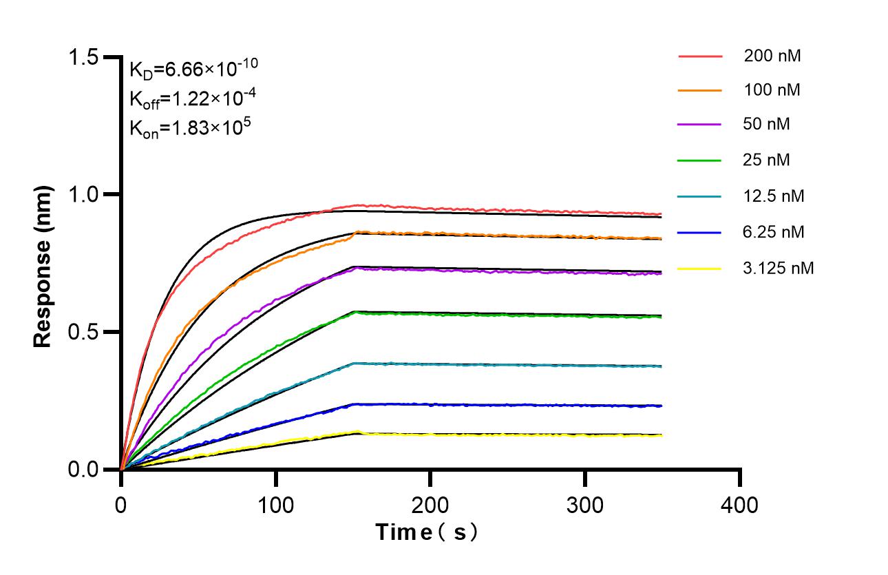 Affinity of 87526-1-RR Affinity of 87526-1-RR