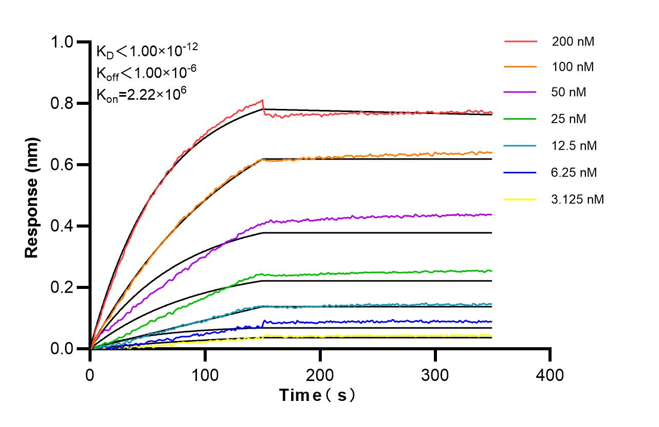 Affinity of 87536-1-RR Affinity of 87536-1-RR