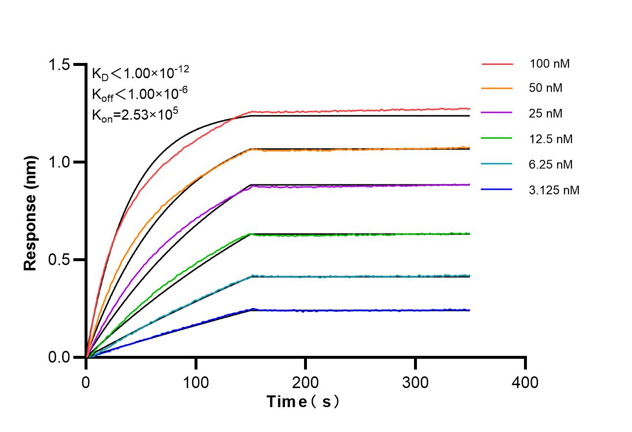 Biolayer interferometry (BLl) kinetic assays of <a class='green' href='/productredirect?CatalogNo=87574-1-RR' target='_blank'>87574-1-RR</a> against Human CNTN2 were performed. The affinity constant is below 1 pM. Affinity of 87574-1-RR