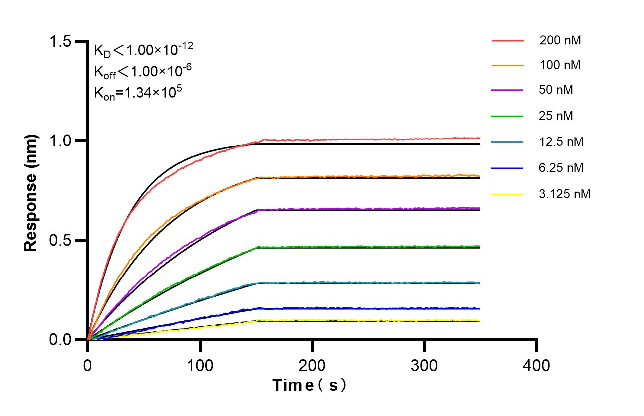 Biolayer interferometry (BLl) kinetic assays of 87636-1-RR against Human USF2 were performed. The affinity constant is below 1 pM. Affinity of 87636-1-RR