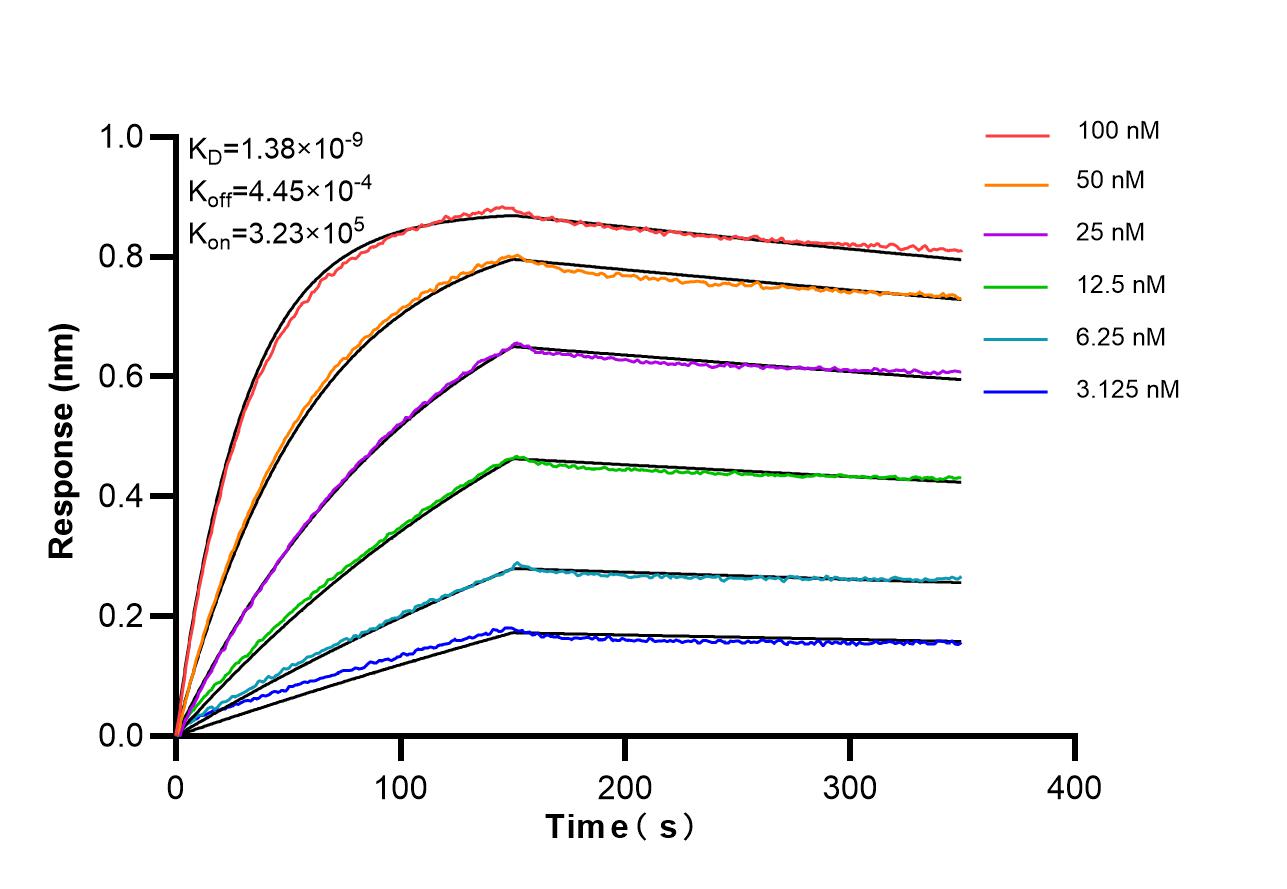 Affinity of 87639-1-RR Affinity of 87639-1-RR