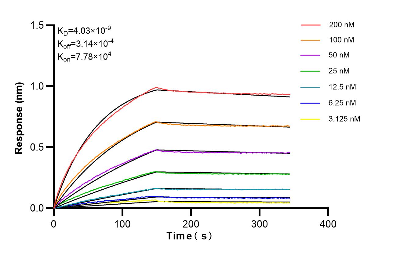 Affinity of 87669-1-RR
