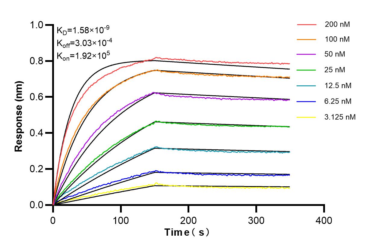 Biolayer interferometry (BLl) kinetic assays of <a class='green' href='/productredirect?CatalogNo=87673-1-RR' target='_blank'>87673-1-RR</a> against Human NCS1 were performed. The affinity constant is 1.58 nM. Affinity of 87673-1-RR