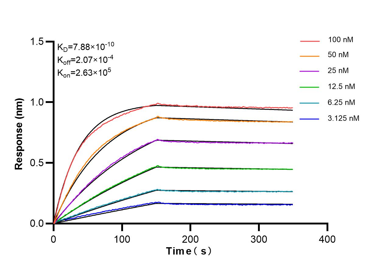 Biolayer interferometry (BLl) kinetic assays of 87684-1-RR against Mouse ESAM were performed. The affinity constant is 0.788 nM. Affinity of 87684-1-RR