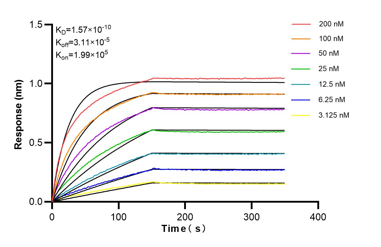 Affinity of 87688-3-RR Affinity of 87688-3-RR