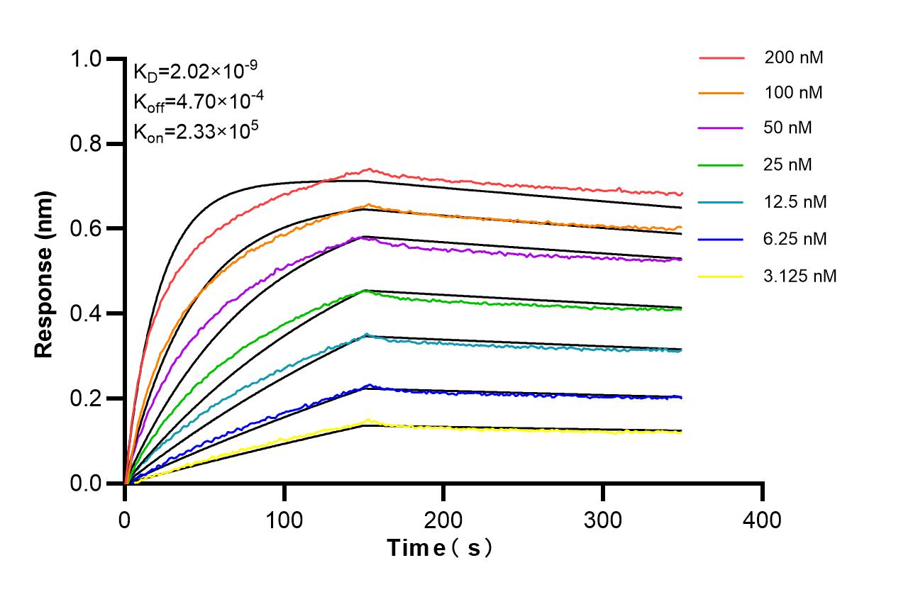 Biolayer interferometry (BLl) kinetic assays of 87697-1-RR against Human CIB1 were performed. The affinity constant is 2.02 nM. Affinity of 87697-1-RR