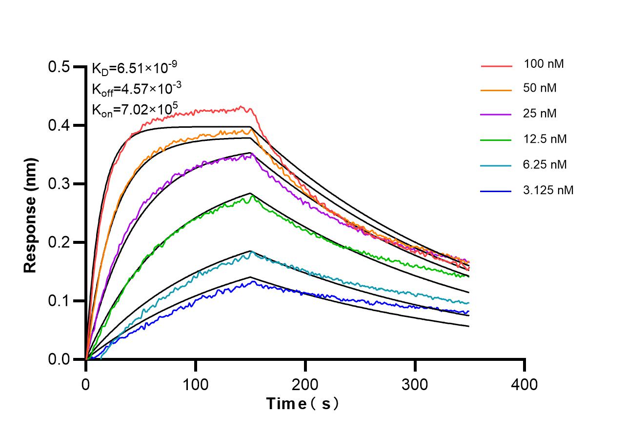 Affinity of 87713-1-RR Affinity of 87713-1-RR