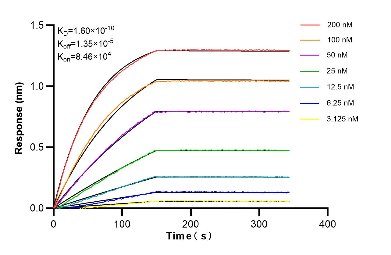 Affinity of 87726-1-RR Affinity of 87726-1-RR