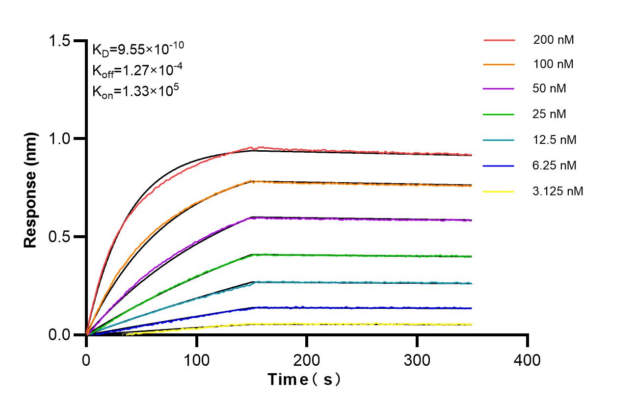 Affinity of 87810-1-RR Affinity of 87810-1-RR
