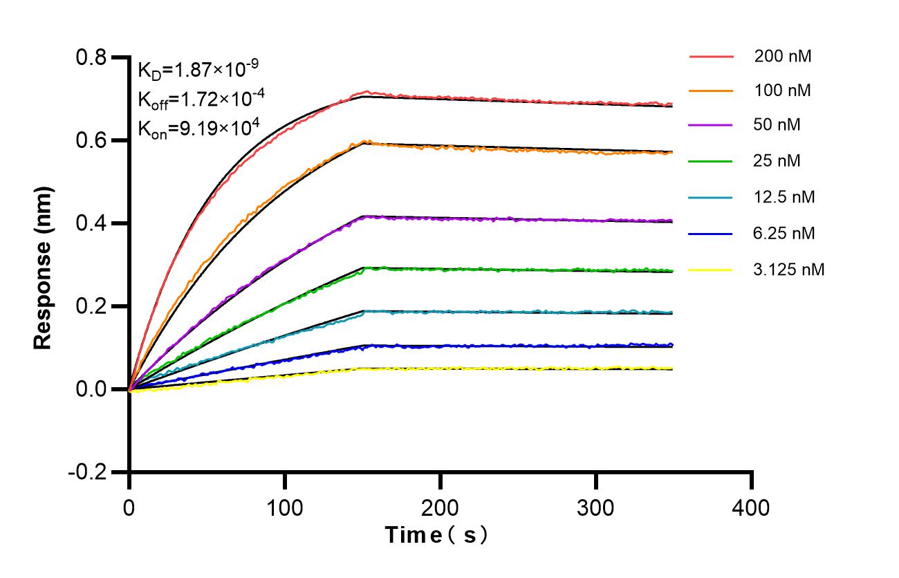 Affinity of 87822-1-RR