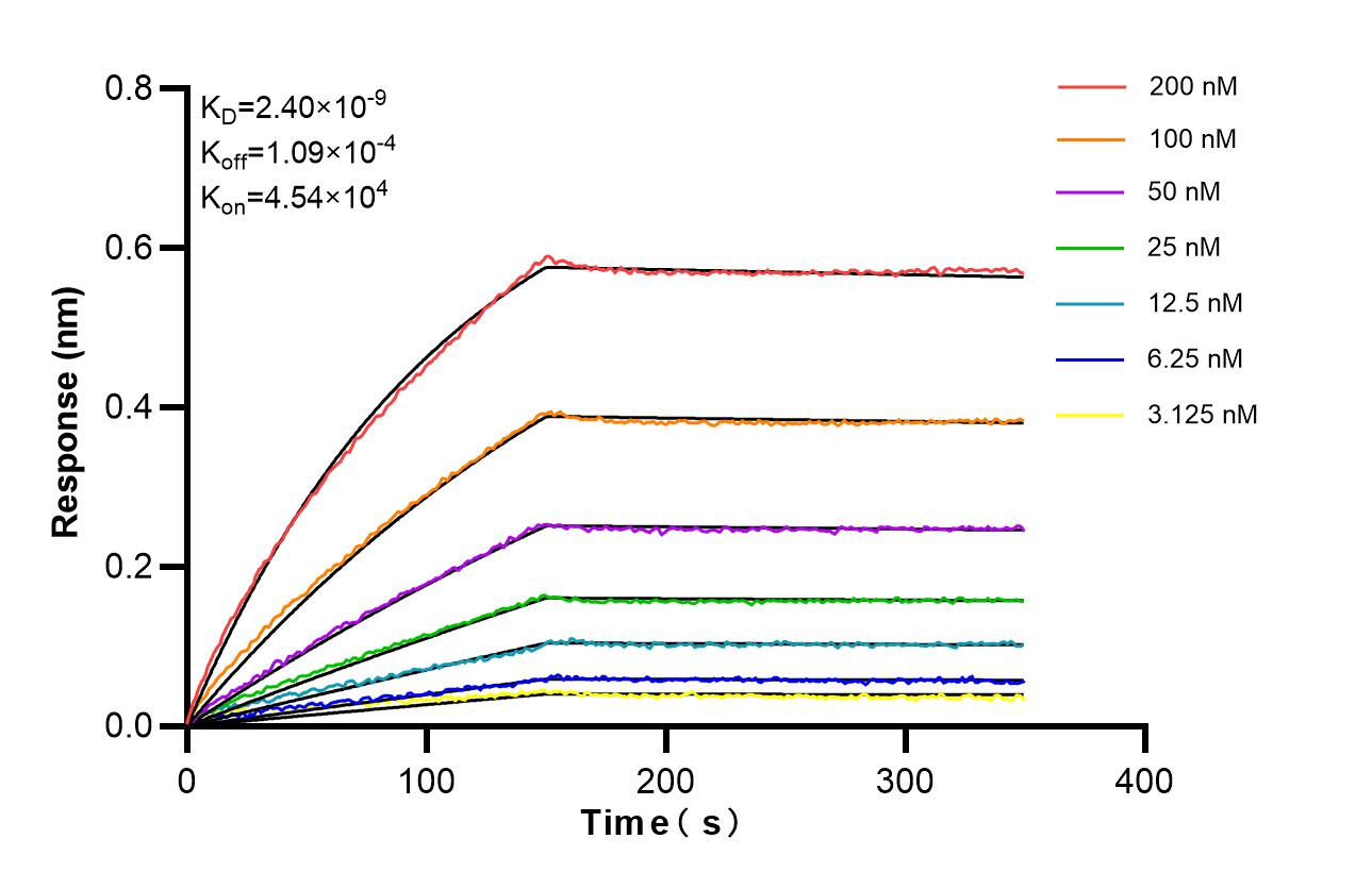 Affinity of 87828-1-RR Affinity of 87828-1-RR