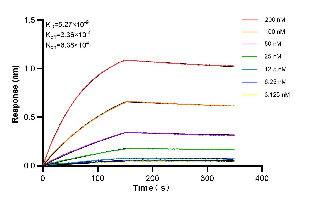 Affinity of 87839-1-RR Affinity of 87839-1-RR