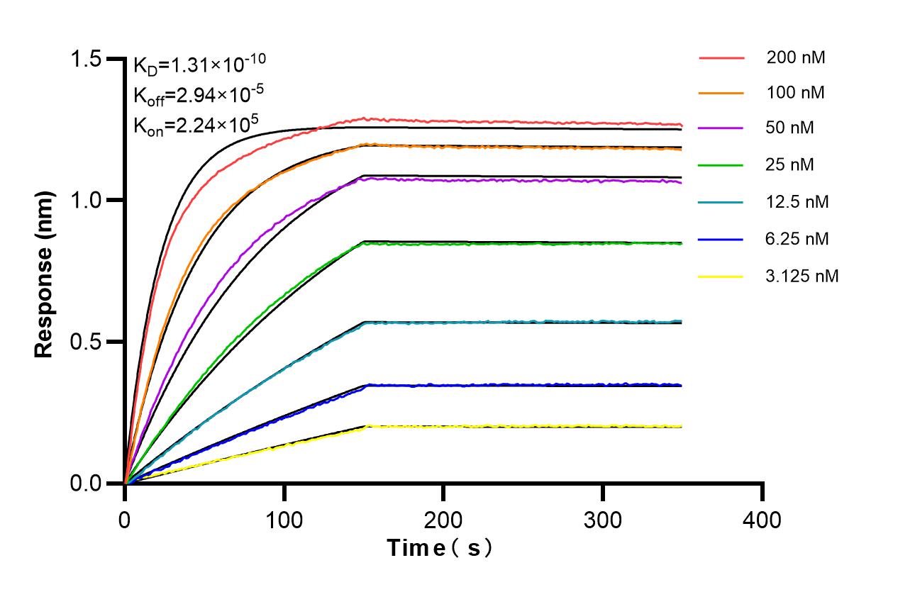 Affinity of 87840-1-RR Affinity of 87840-1-RR