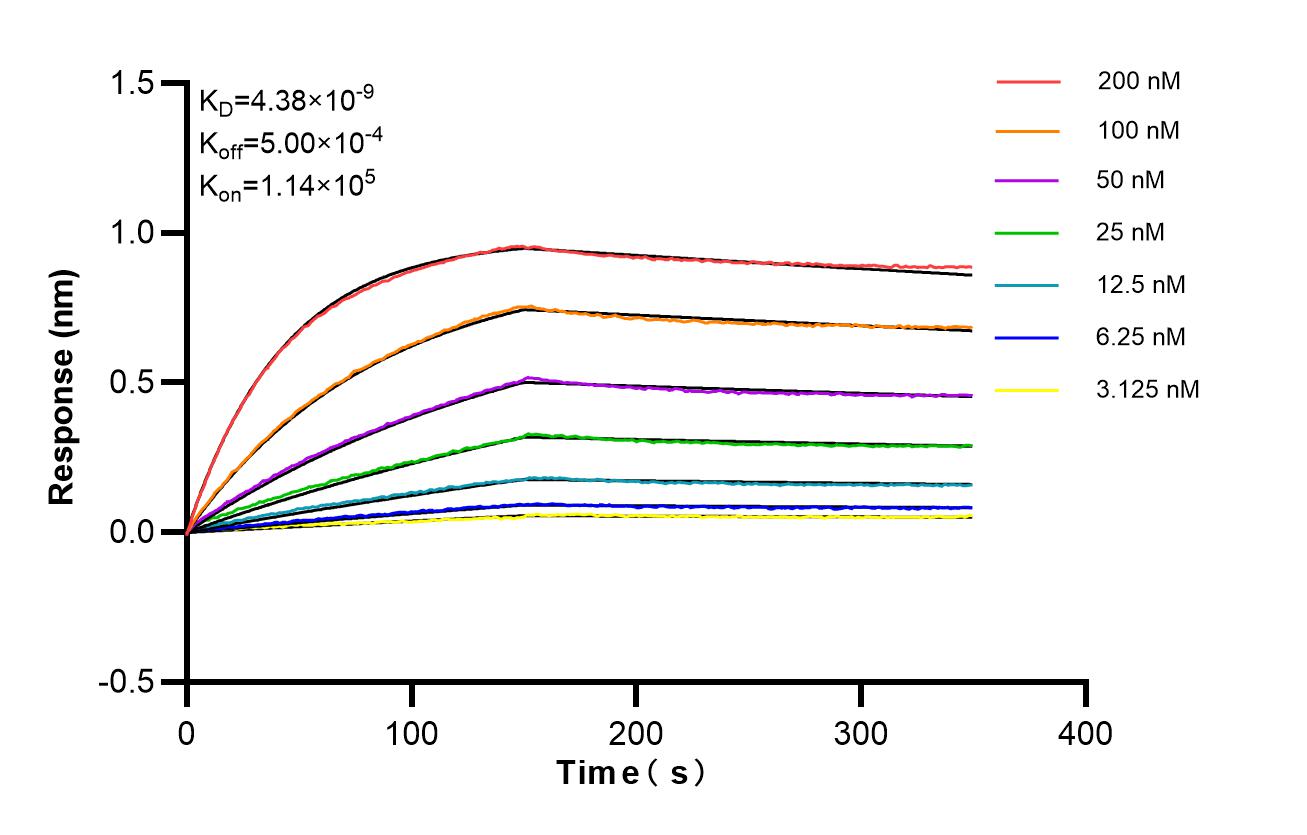 Affinity of 87881-1-RR Affinity of 87881-1-RR