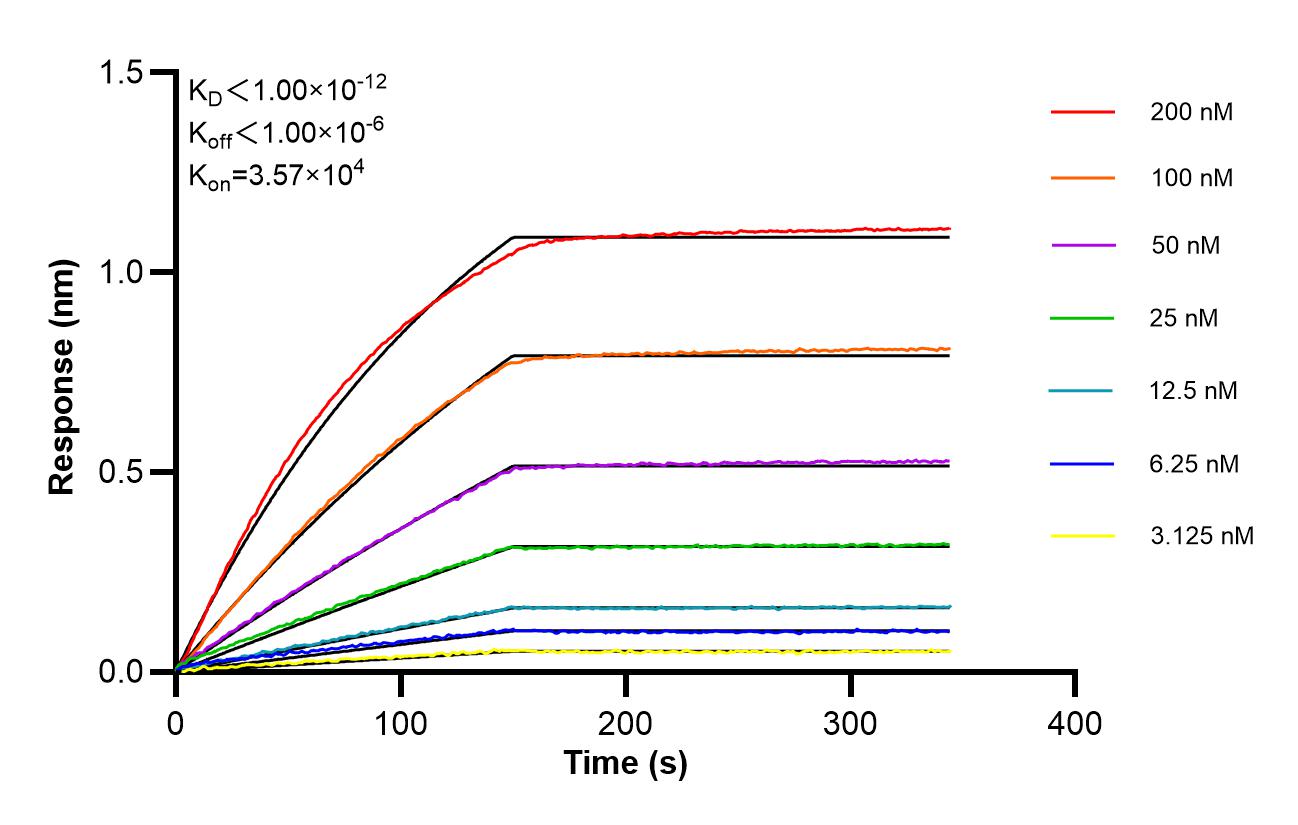 Affinity of 87902-1-RR Affinity of 87902-1-RR