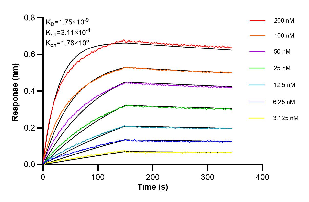 Affinity of 87916-1-RR Affinity of 87916-1-RR