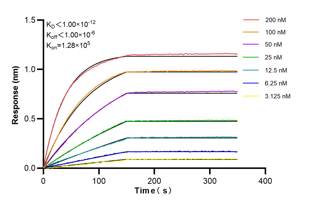 Affinity of 87920-1-RR Affinity of 87920-1-RR