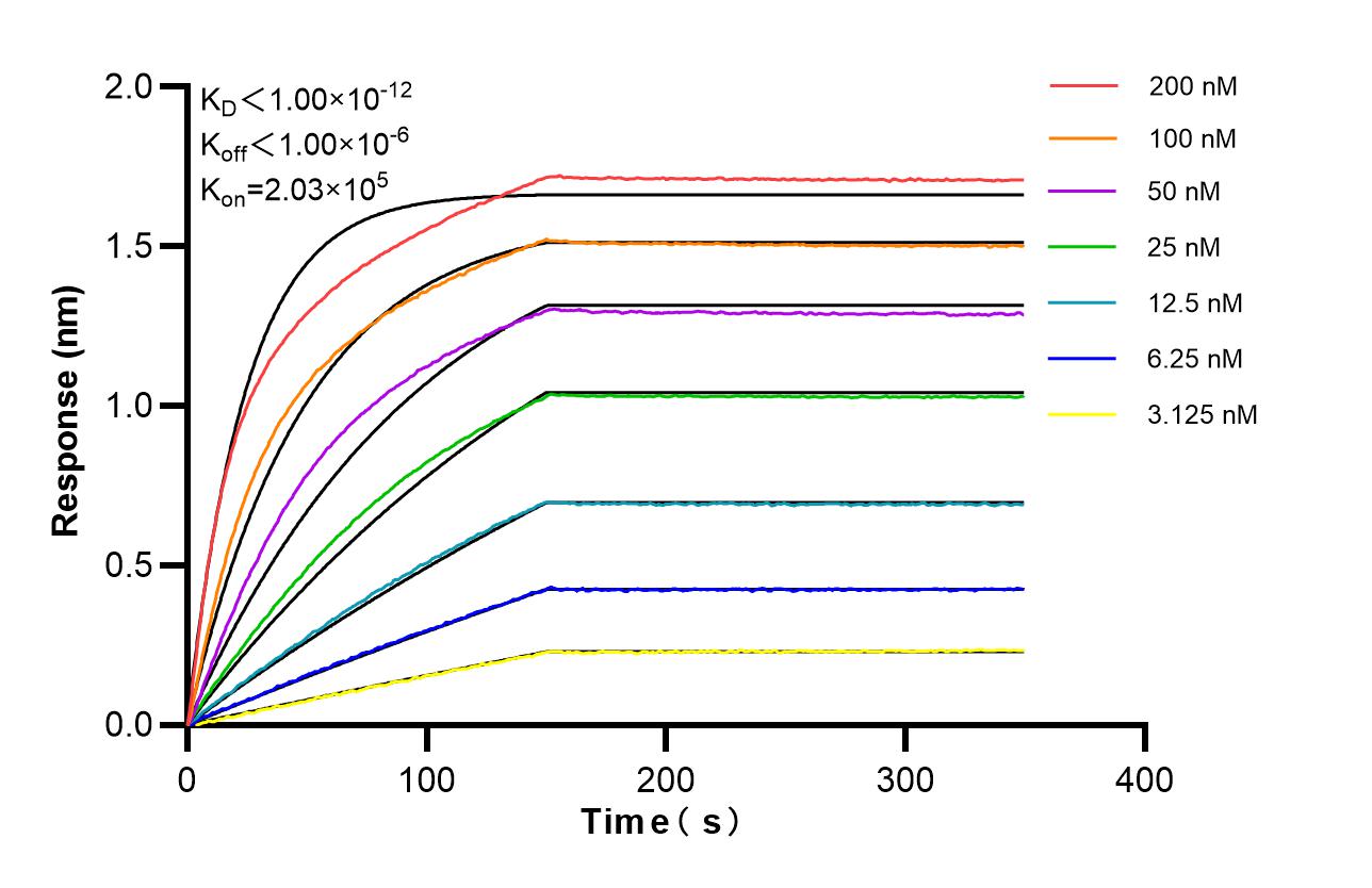 Affinity of 87921-1-RR Affinity of 87921-1-RR