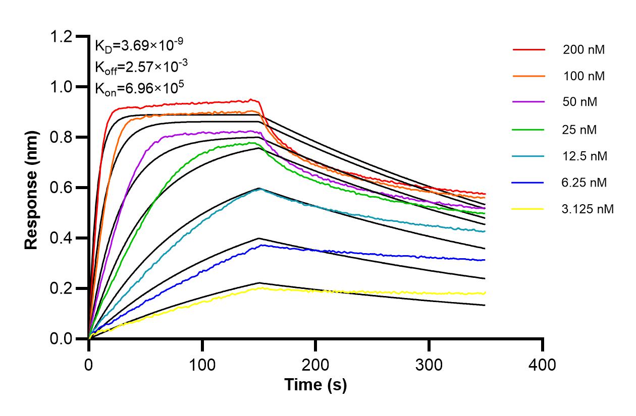 Affinity of 87922-1-RR Affinity of 87922-1-RR