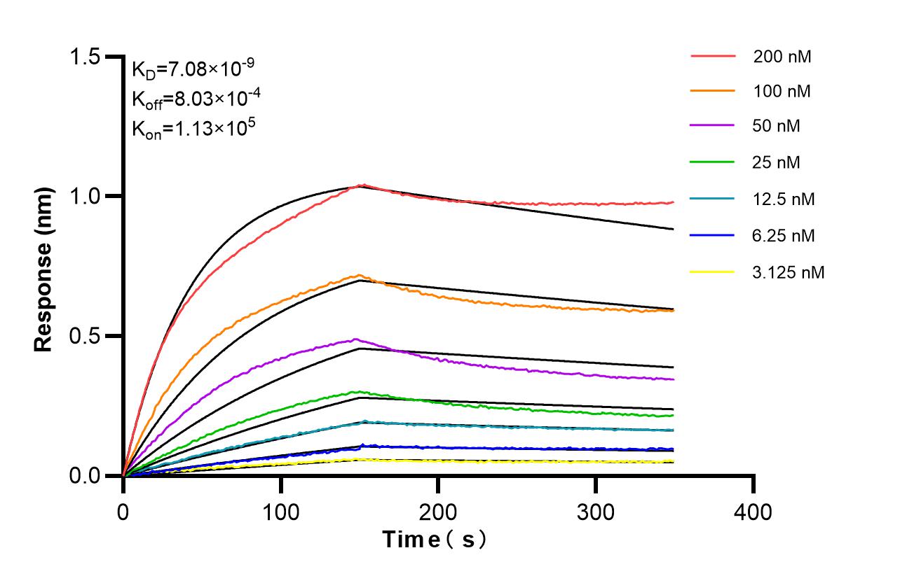 Affinity of 87979-1-RR Affinity of 87979-1-RR