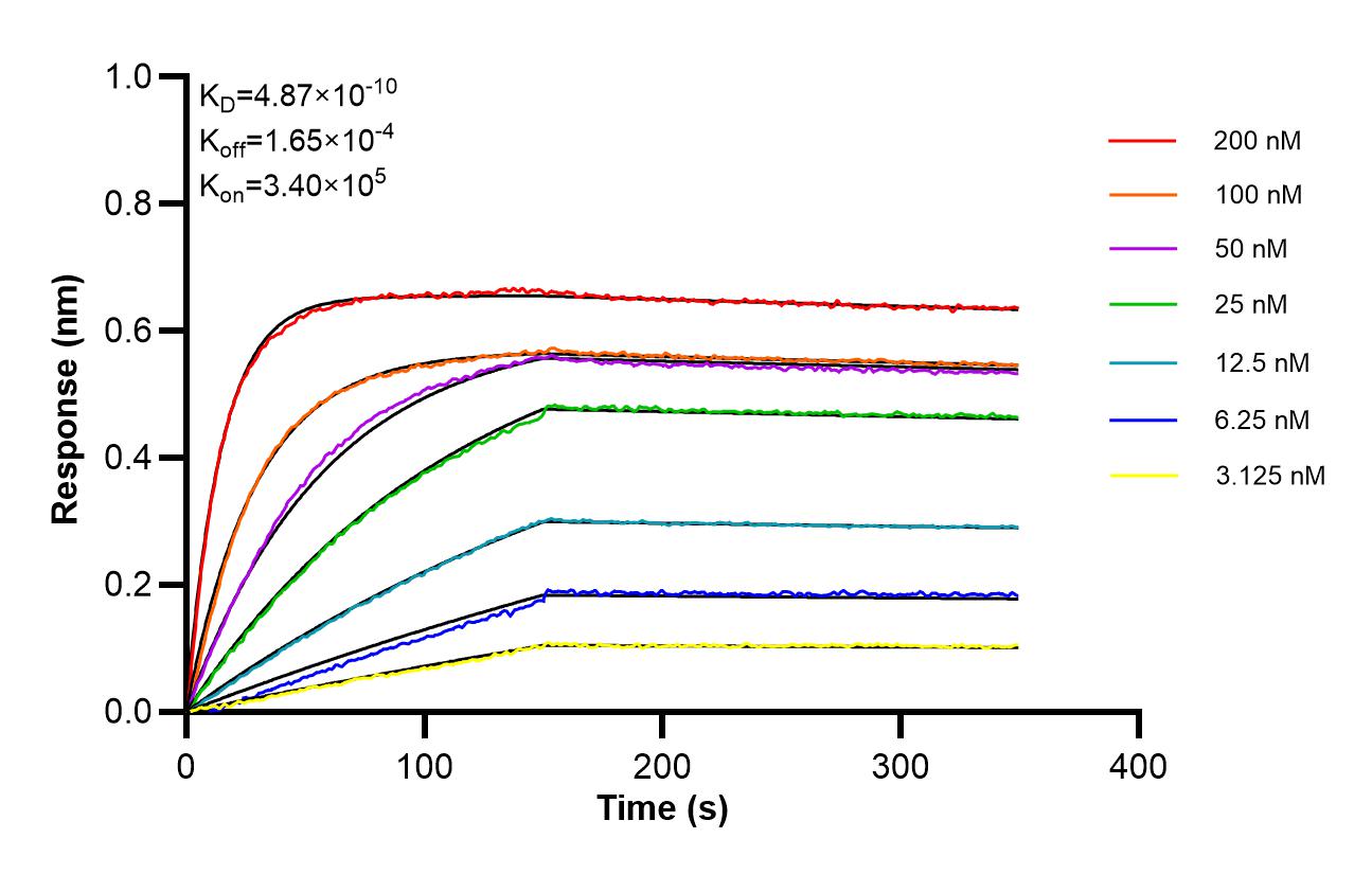 Affinity of 87980-1-RR Affinity of 87980-1-RR