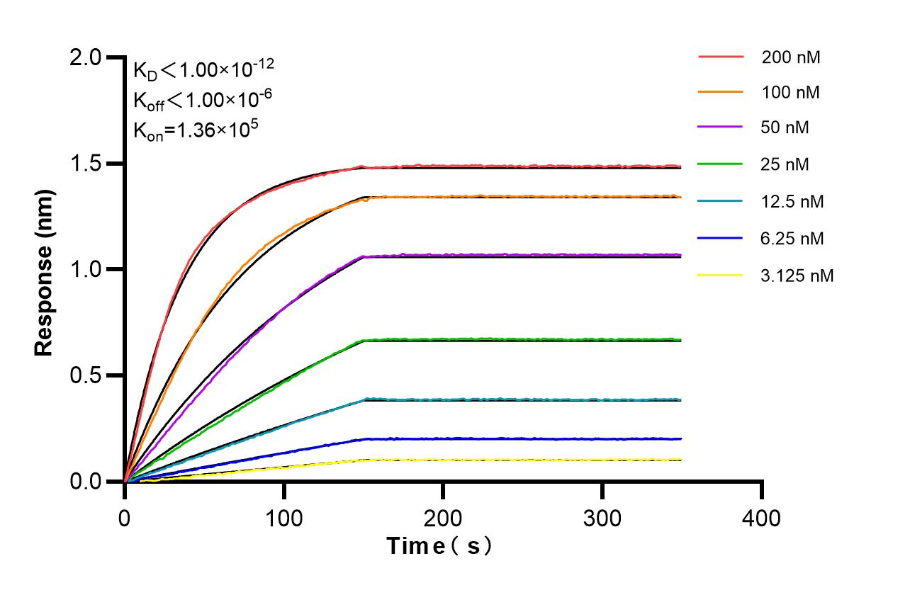 Affinity of 87990-1-RR Affinity of 87990-1-RR