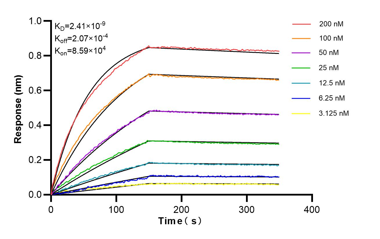 Affinity of 88105-1-RR Affinity of 88105-1-RR