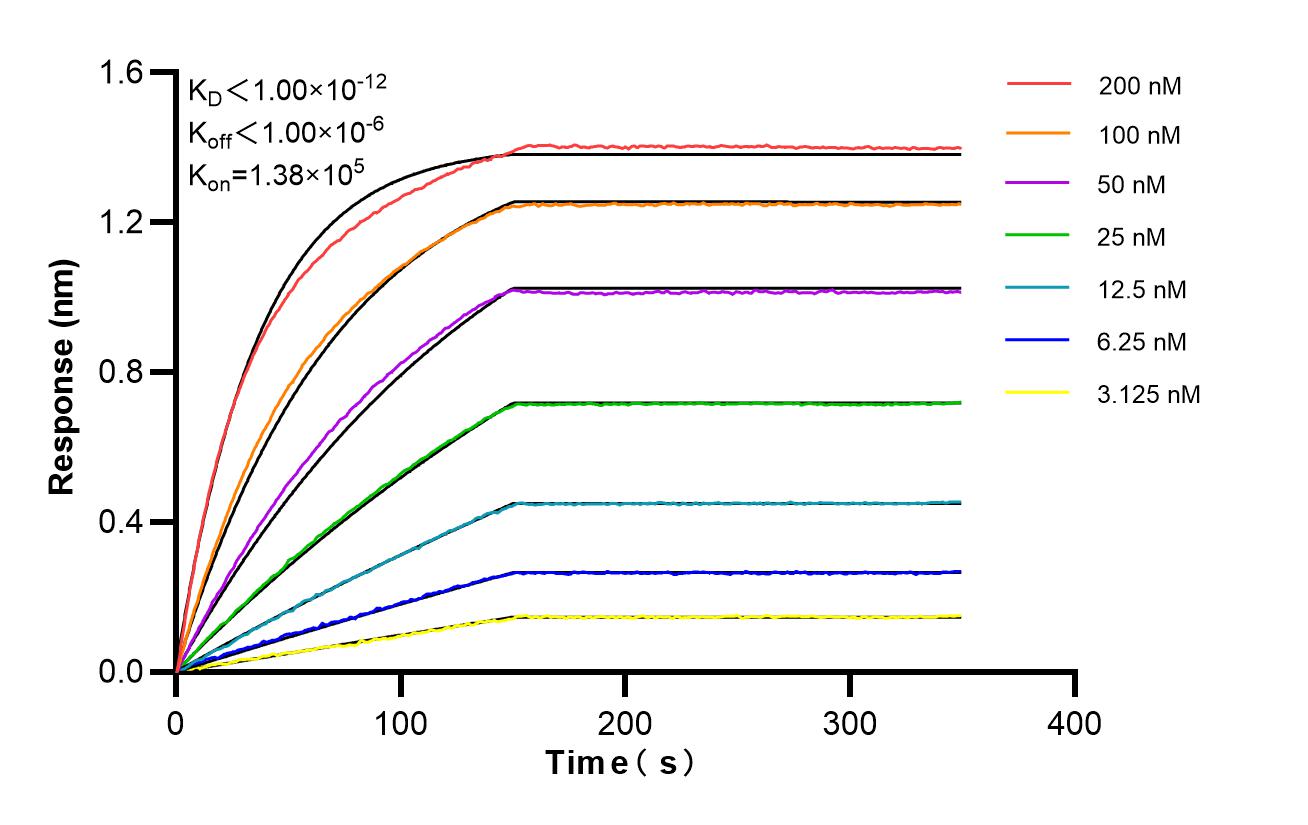 Affinity of 88168-3-RR Affinity of 88168-3-RR