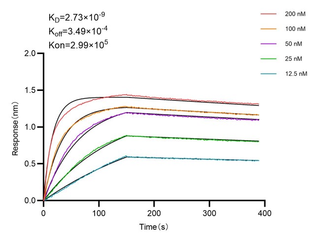 Affinity and Kinetic Characterization of 98006-1-RR