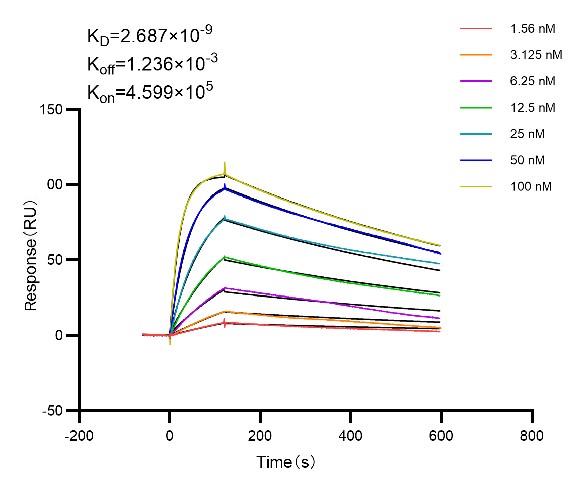 Affinity and Kinetic Characterization of 98007-1-RR