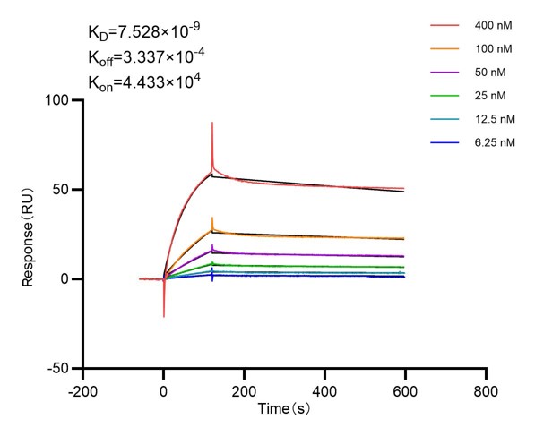 Affinity and Kinetic Characterization of 98010-1-RR