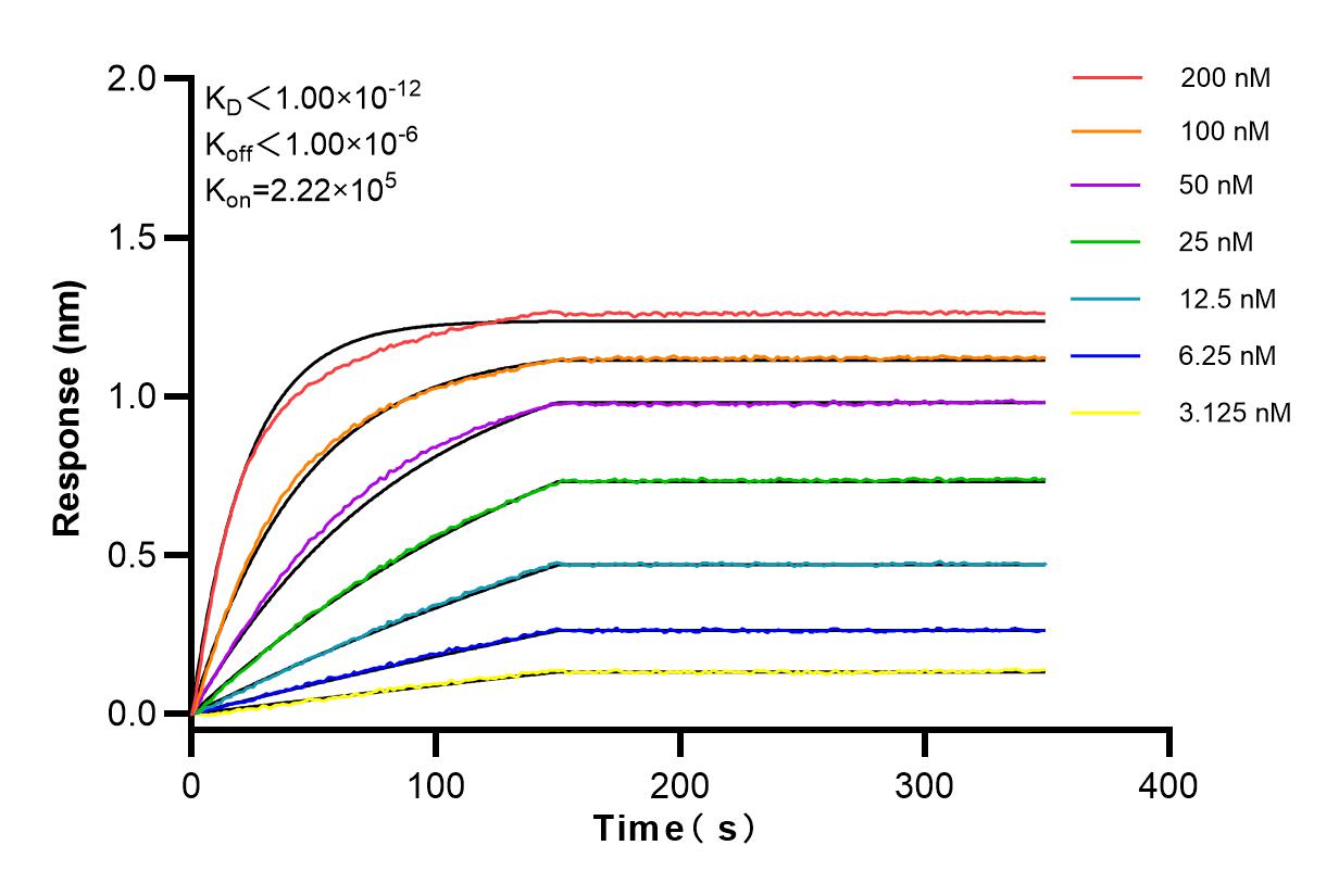 Affinity and Kinetic Characterization of 98058-1-RR