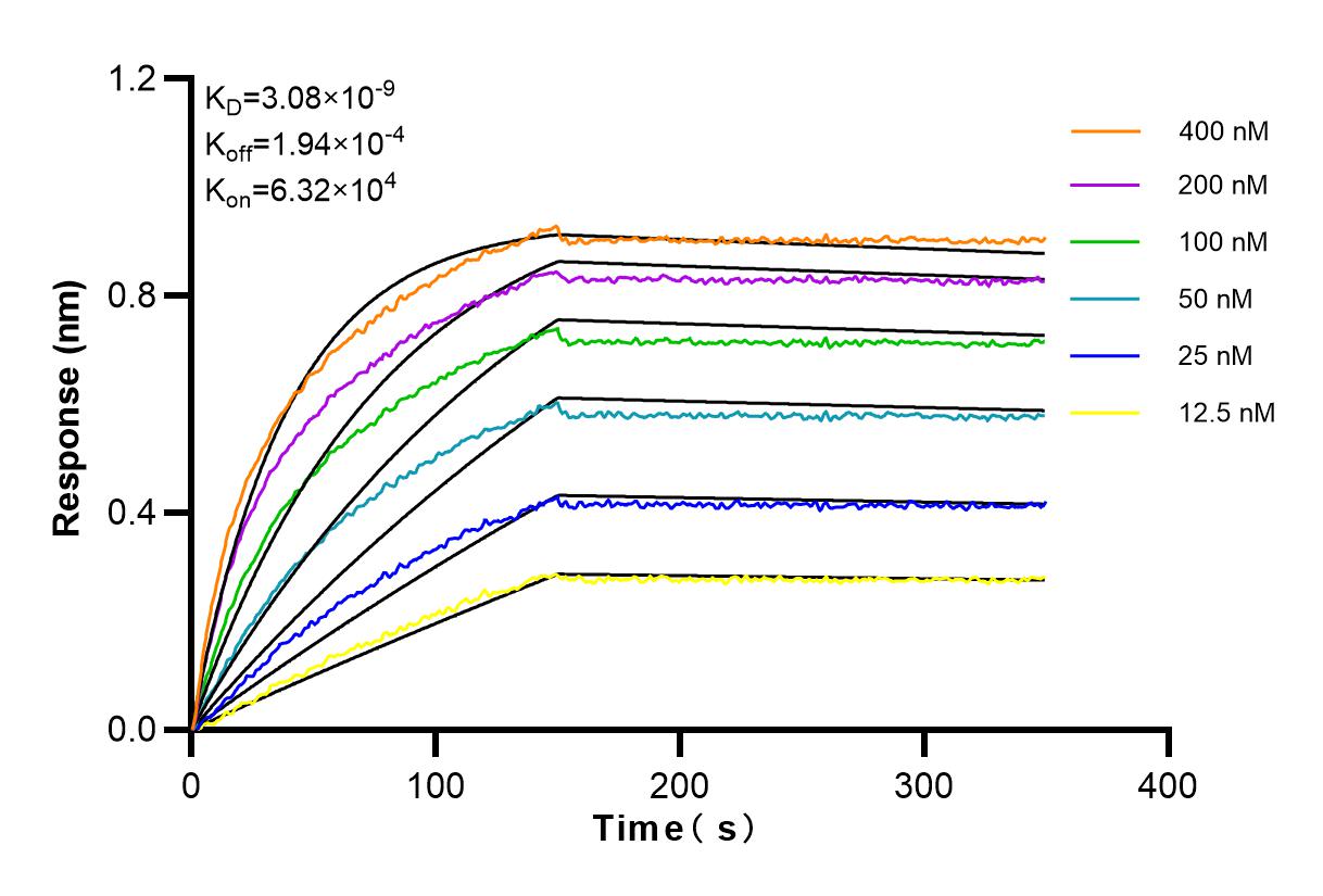 Affinity and Kinetic Characterization of 98123-1-RR