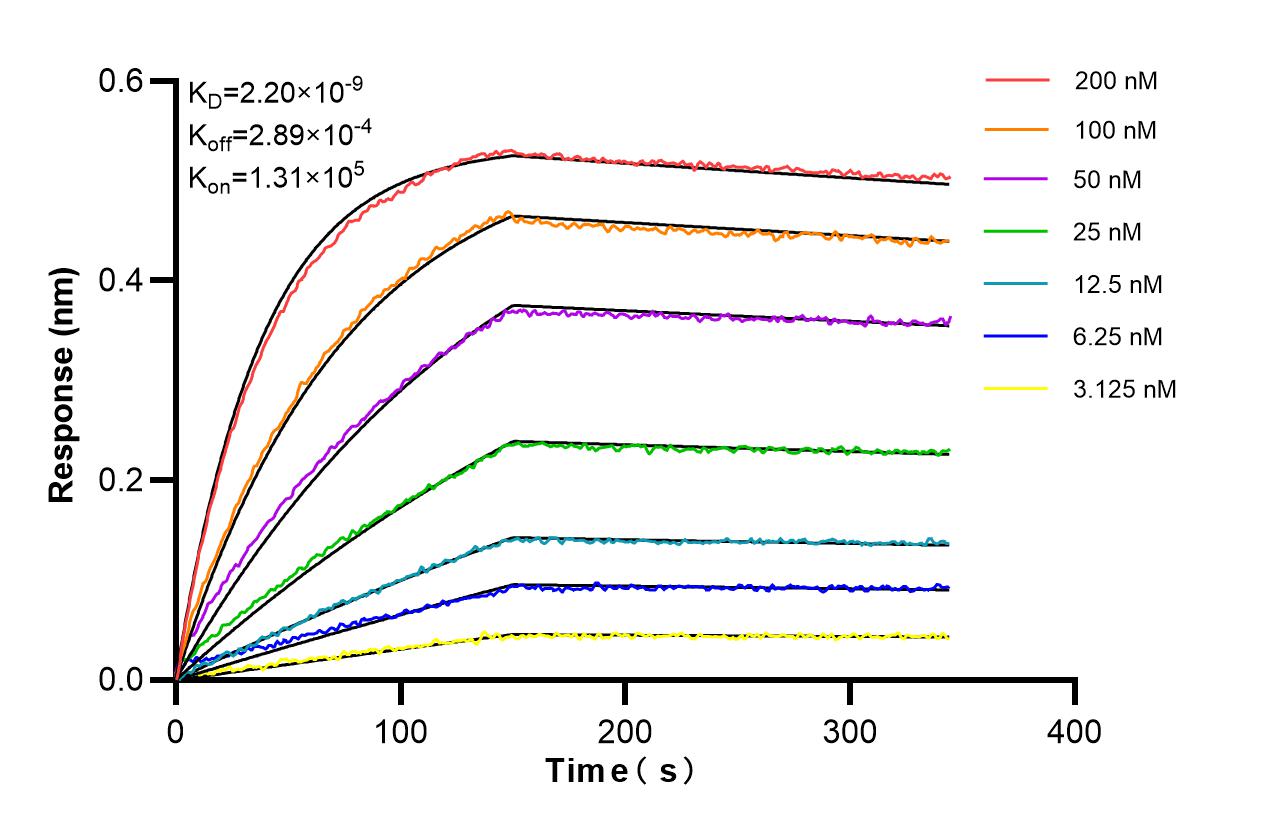 Affinity of 98148-2-RR Affinity of 98148-2-RR