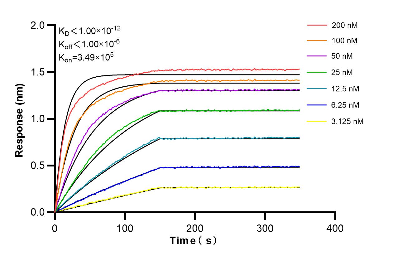 Affinity and Kinetic Characterization of 98161-1-RR