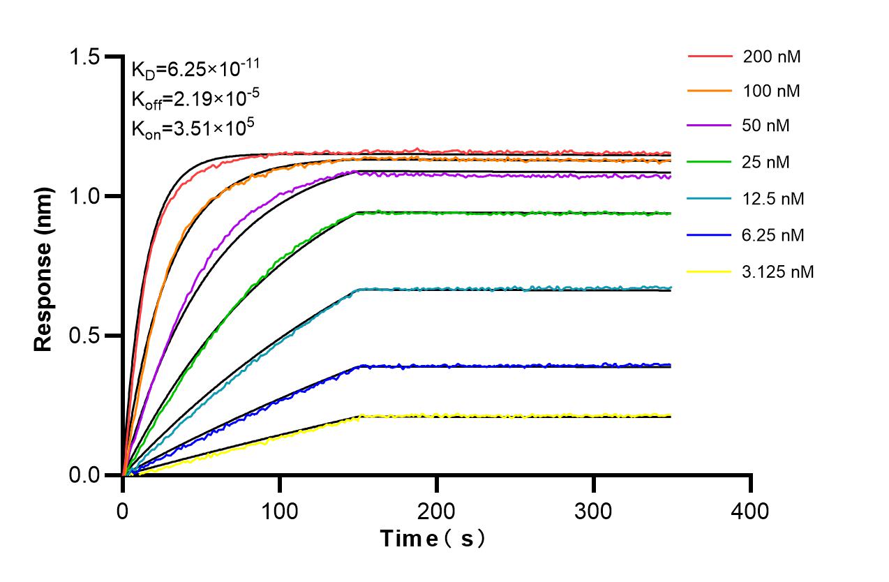 Biolayer interferometry (BLl) kinetic assays of <a class='green' href='/productredirect?CatalogNo=98182-1-RR' target='_blank'>98182-1-RR</a> against Rat CD90 were performed. The affinity constant is 62.5 pM. Affinity and Kinetic Characterization of 98162-1-RR