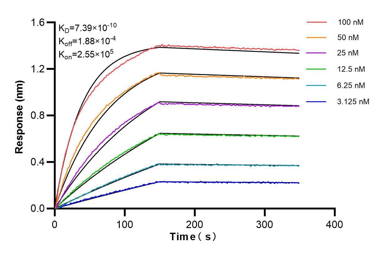 Affinity and Kinetic Characterization of 98171-1-RR