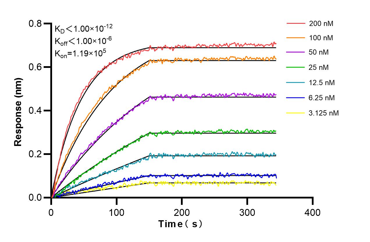 Biolayer interferometry (BLl) kinetic assays of 98193-1-RR against Mouse CD2 were performed. The affinity constant is below 1 pM. Affinity and Kinetic Characterization of 98193-1-RR