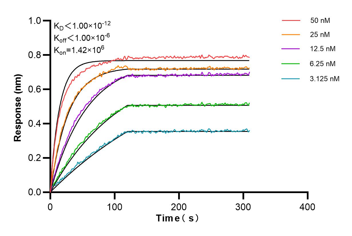 Affinity and Kinetic Characterization of 98198-1-RR