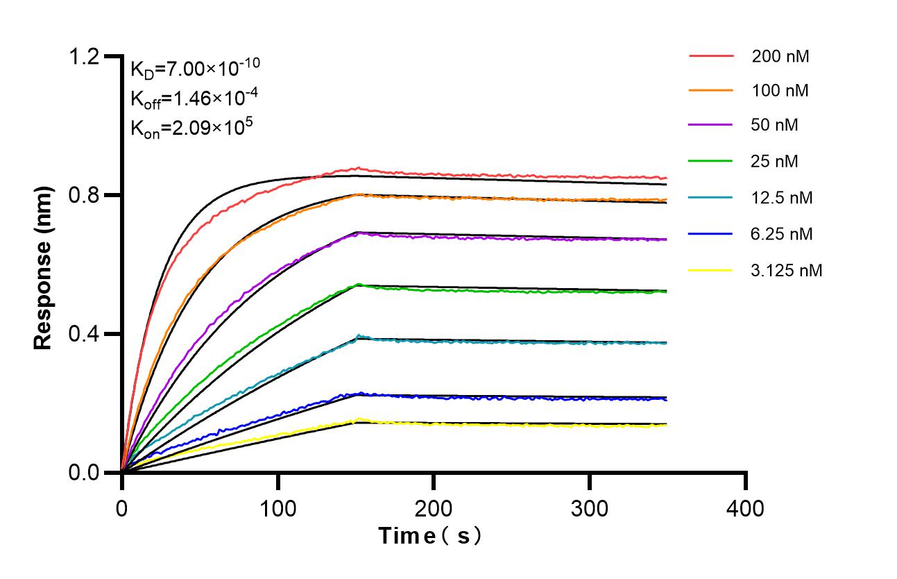 Affinity of 98230-2-RR Affinity of 98230-2-RR