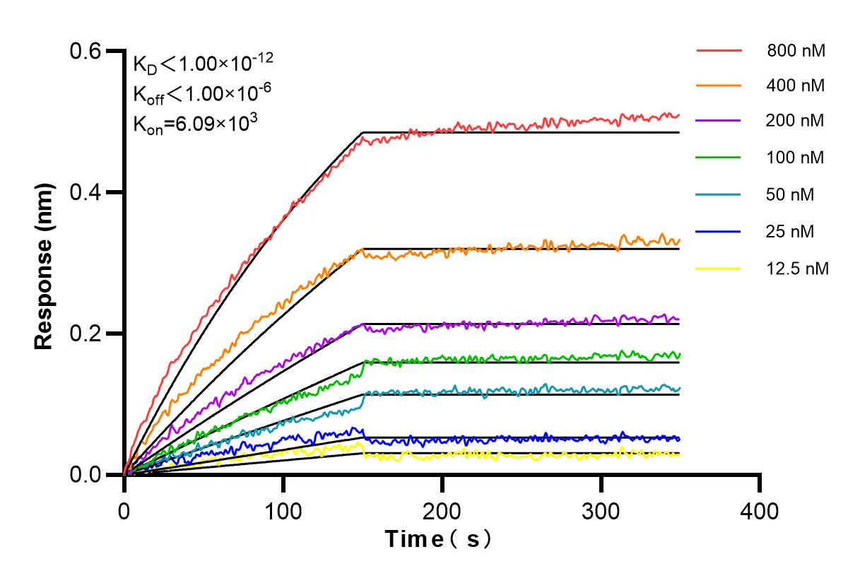 Biolayer interferometry (BLl) kinetic assays of 98231-1-RR against Mouse Nectin-2/CD112 were performed. The affinity constant is below 1 pM. Affinity and Kinetic Characterization of 98231-1-RR