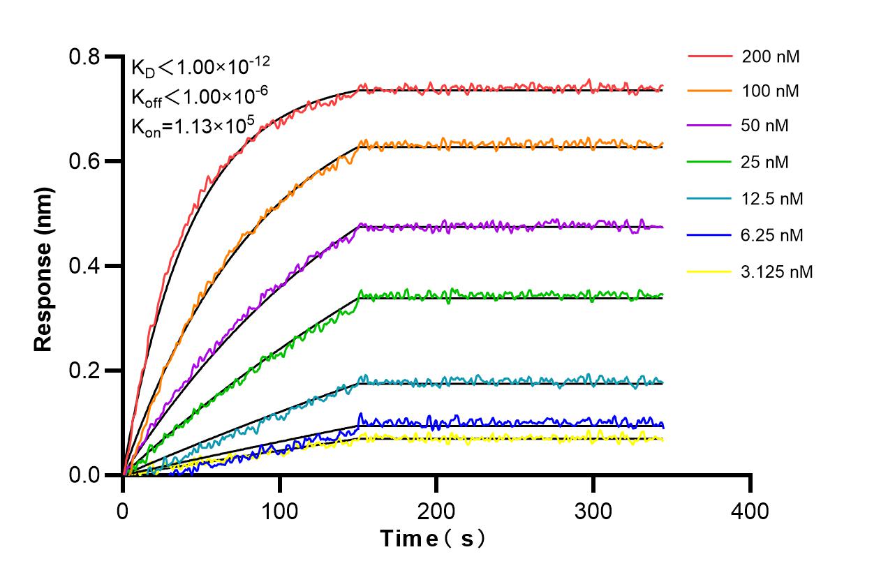 Affinity and Kinetic Characterization of 98232-1-RR
