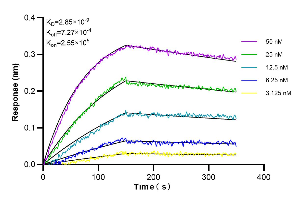 Affinity and Kinetic Characterization of 98247-1-RR