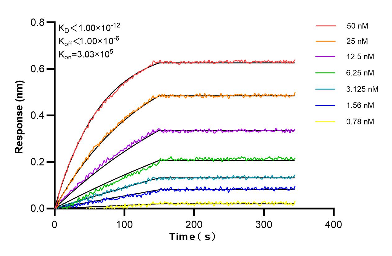 Affinity and Kinetic Characterization of 98253-1-RR
