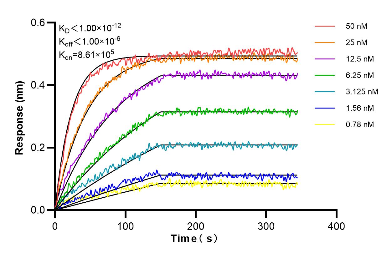 Affinity and Kinetic Characterization of 98256-1-RR