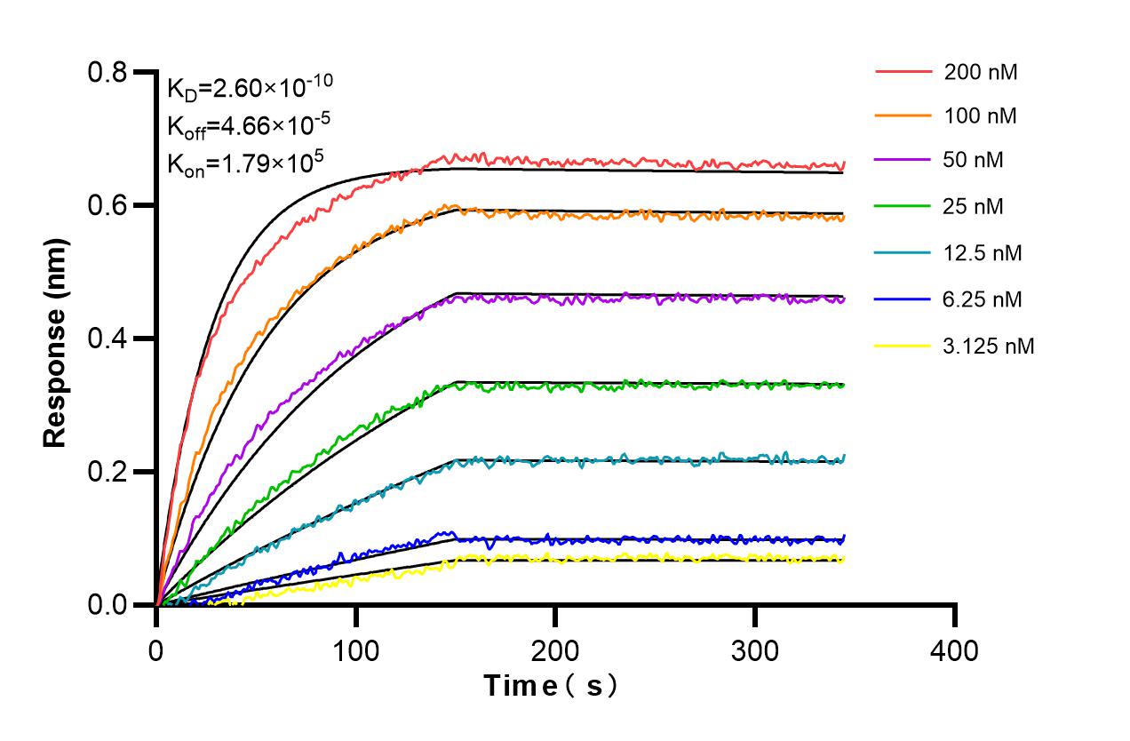 Affinity and Kinetic Characterization of 98270-1-RR